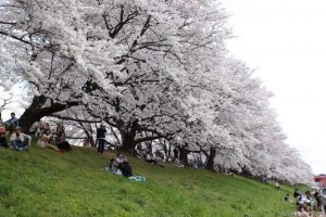 sakura